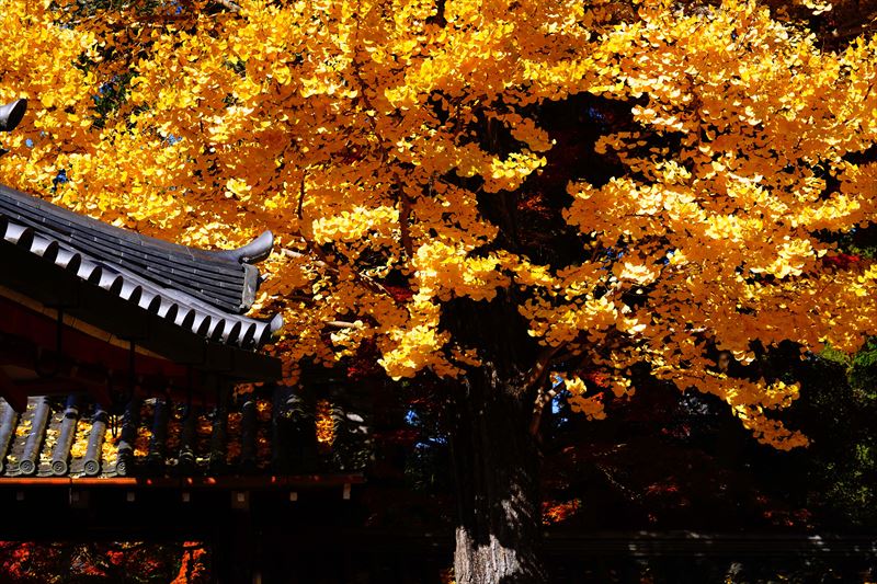 1116_手向山八幡宮_奈良