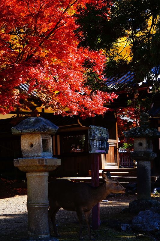 1119_手向山八幡宮_奈良