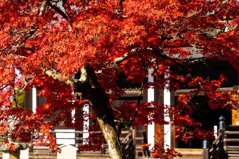 1122_東大寺法華堂_奈良