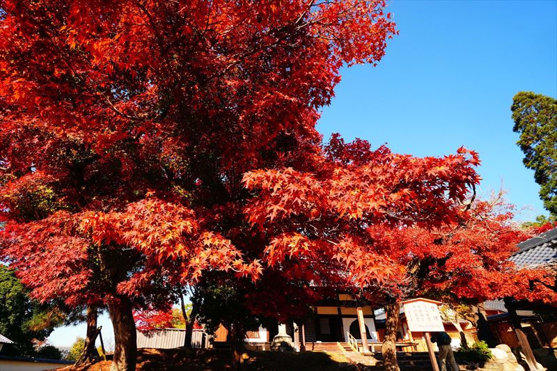 1136_東大寺指図堂_奈良