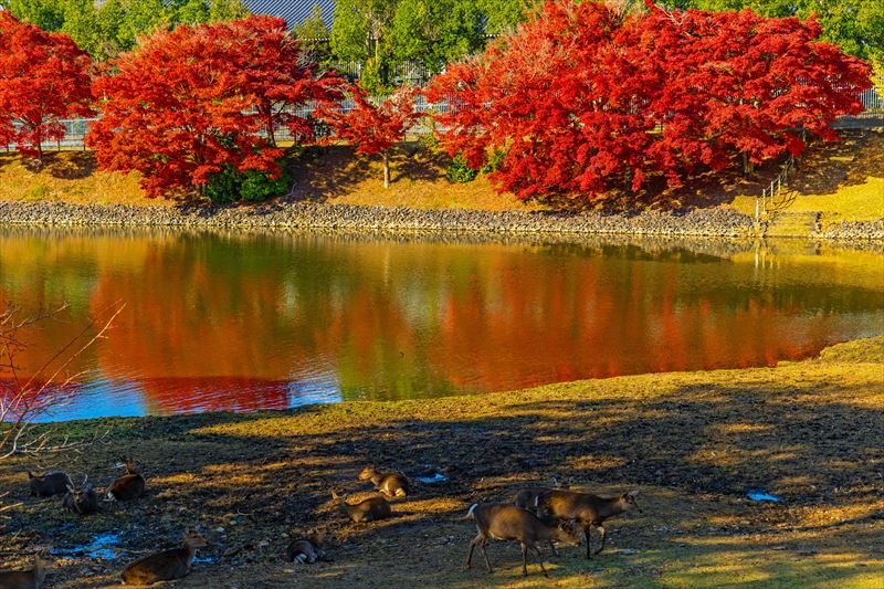 1137_東大寺大仏池_奈良