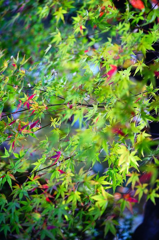 1011_名古屋市徳川園_愛知