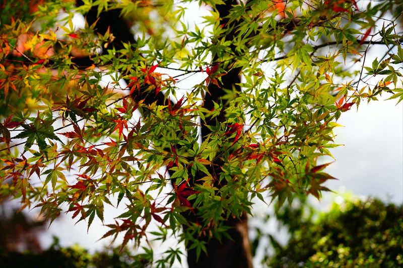 1012_名古屋市徳川園_愛知