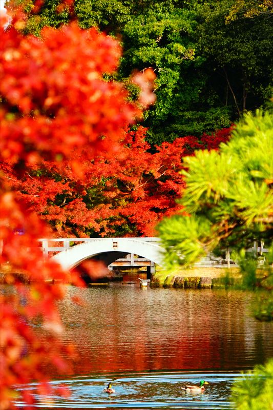 1019_名古屋市徳川園_愛知