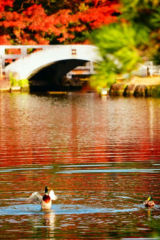 1020_名古屋市徳川園_愛知