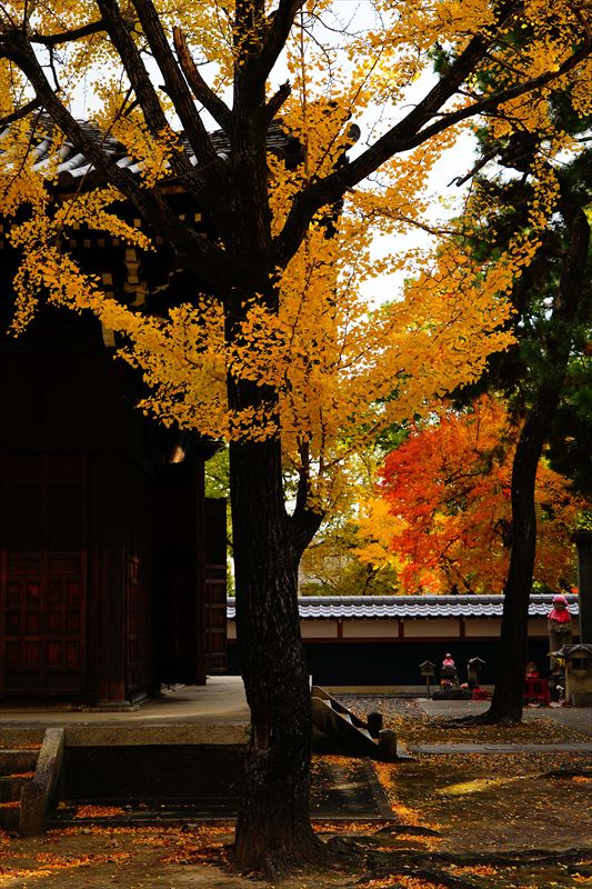 1025_名古屋市徳源寺_愛知