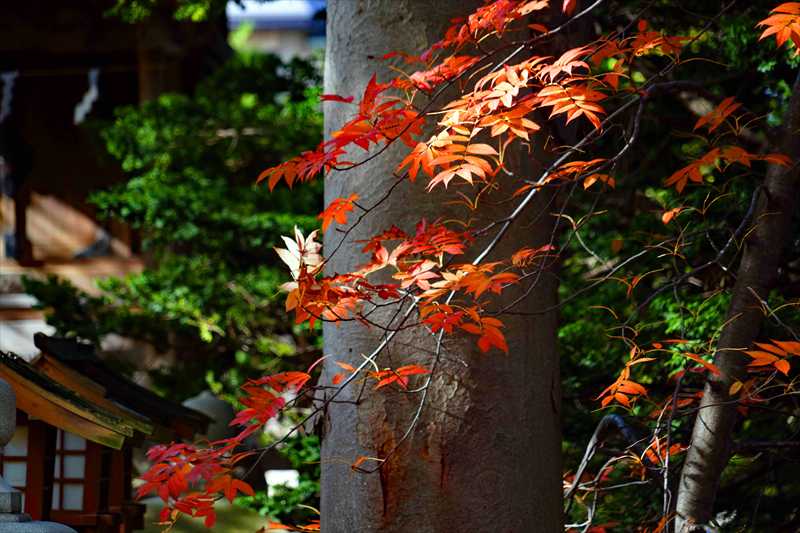 1003_函館亀田八幡宮_北海道