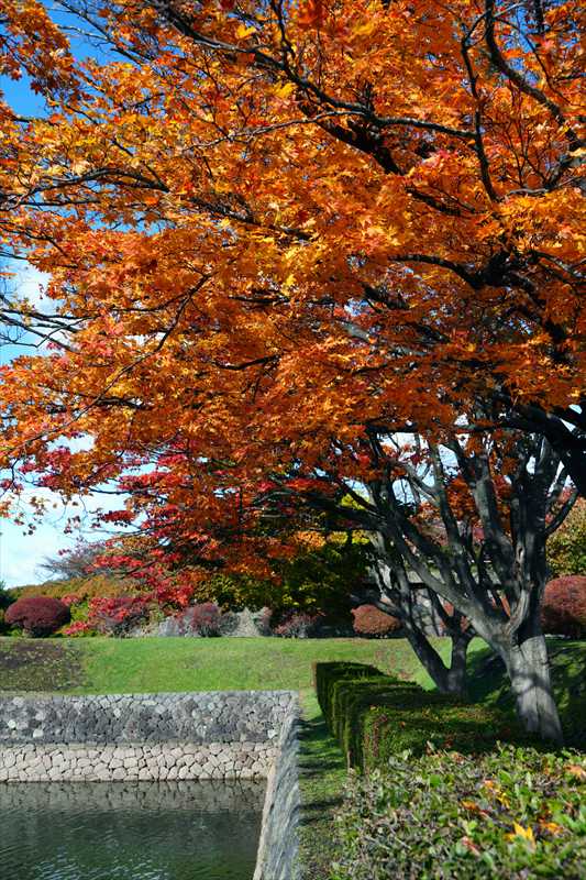 1011_函館五稜郭公園_北海道