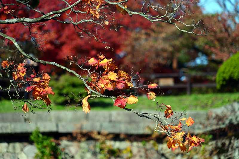 1013_函館五稜郭公園_北海道
