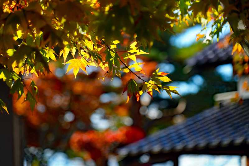 1016_函館五稜郭公園_北海道
