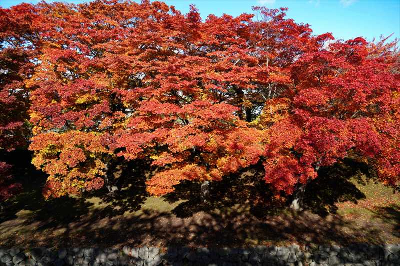 1021_函館五稜郭公園_北海道