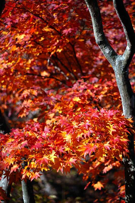 1022_函館五稜郭公園_北海道