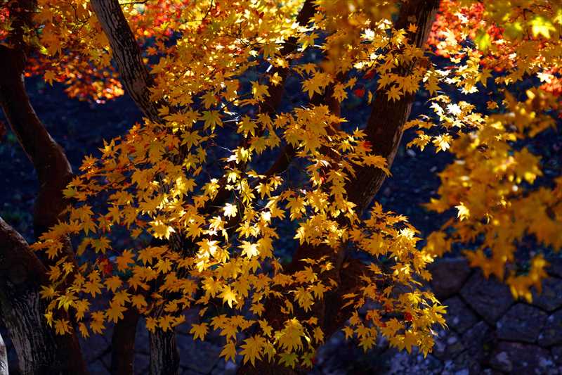 1027_函館五稜郭公園_北海道