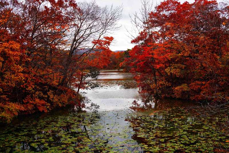 1072_大沼公園_北海道