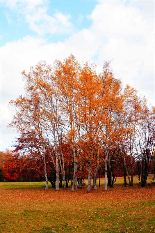 1107_札幌真駒内公園_北海道
