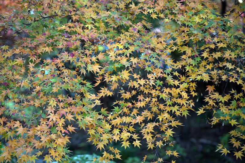 1002_高崎徳明園_群馬