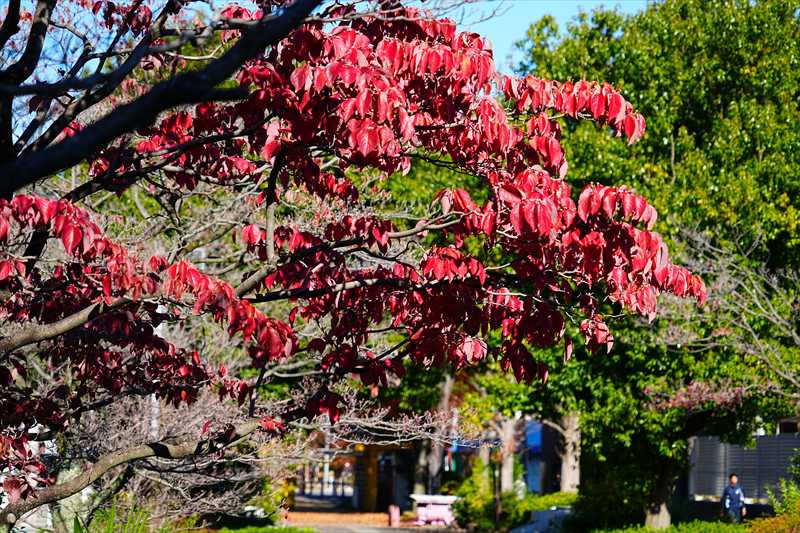 1230_横浜市新羽町_神奈川