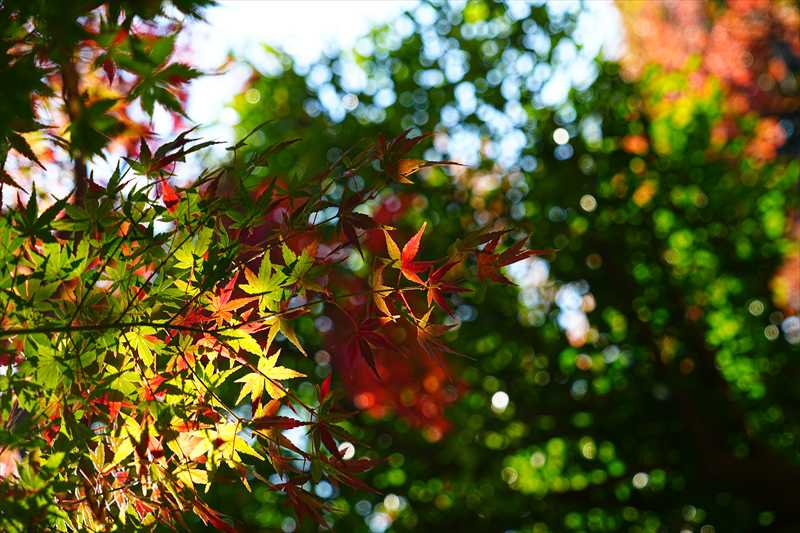 1231_横浜市新羽町_神奈川