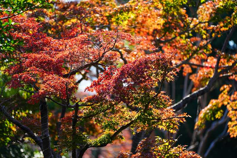 1233_横浜市新羽町_神奈川