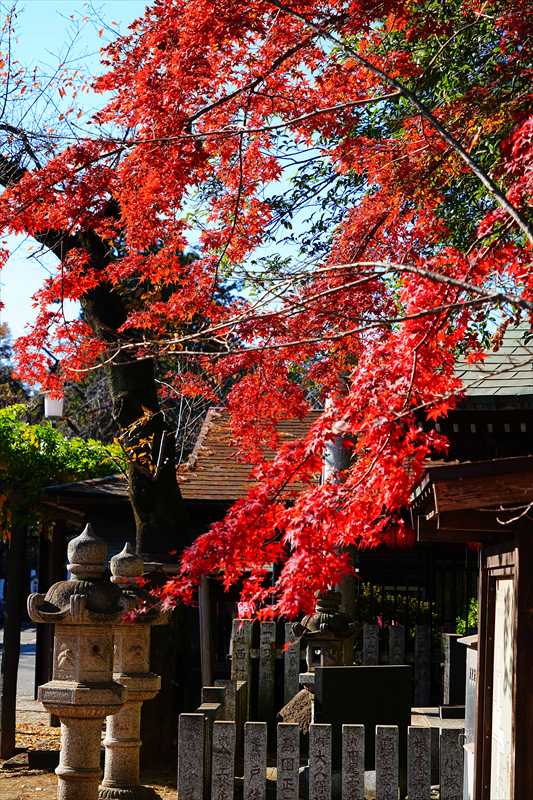 1004_川越喜多院_埼玉