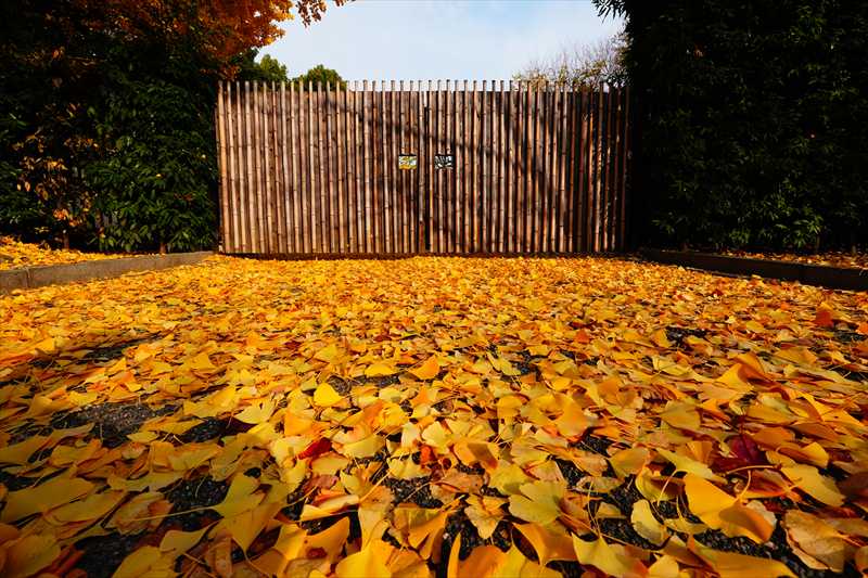 1129_洛中 東寺_京都