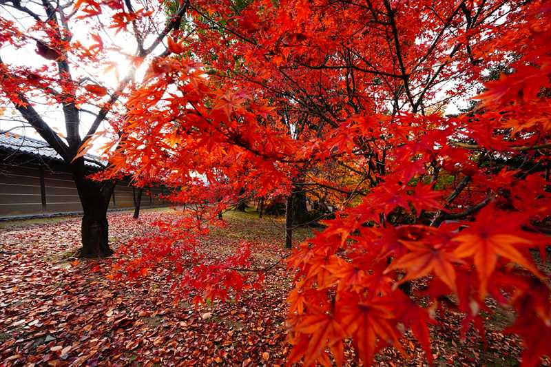 1130_洛中 東寺_京都