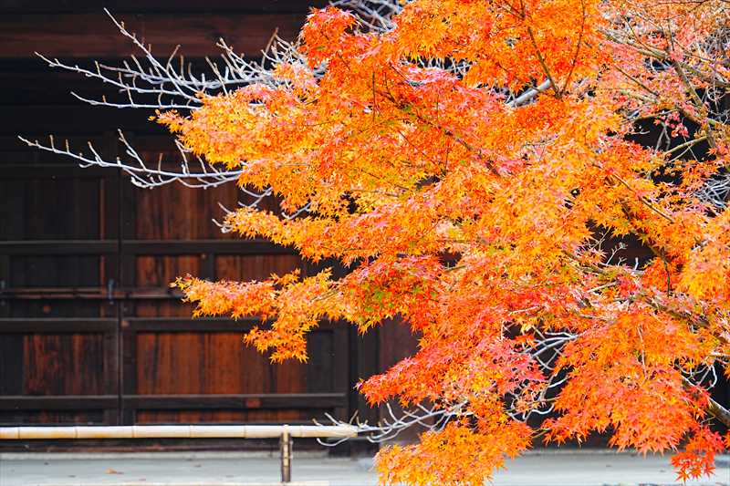 1131_洛中 東寺_京都