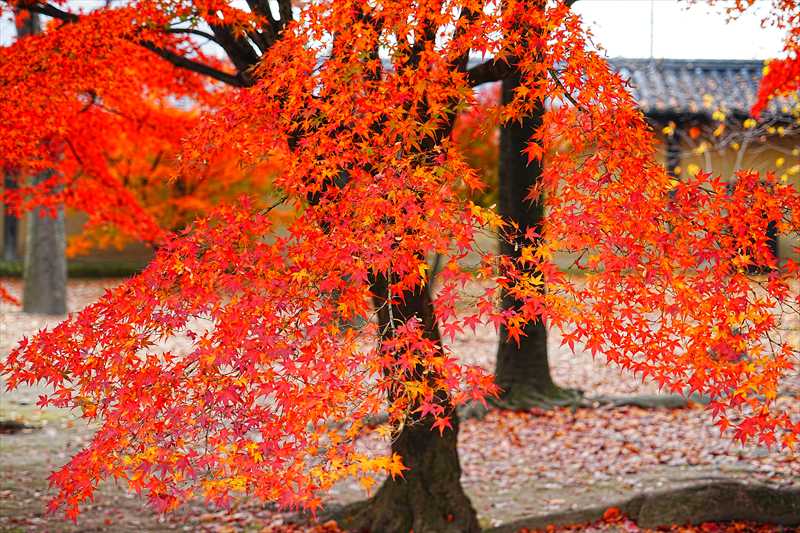 1134_洛中 東寺_京都