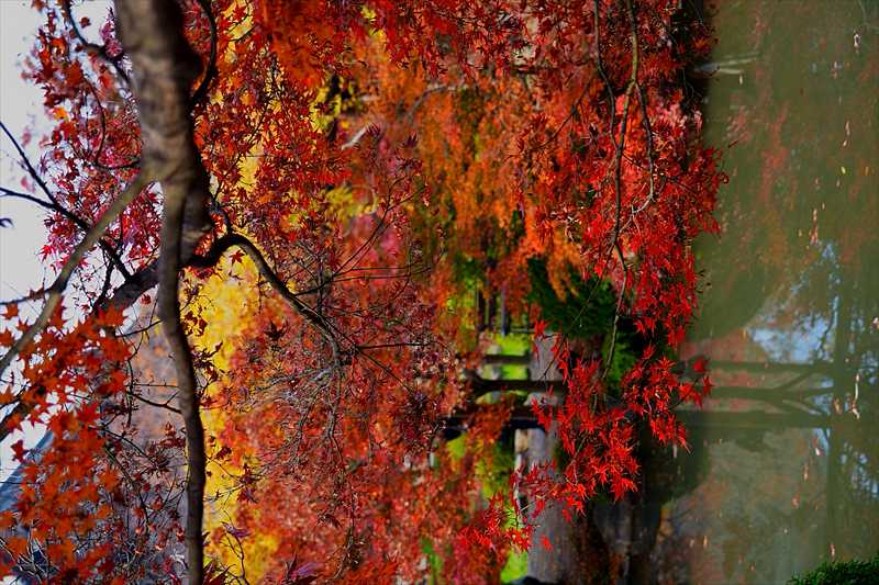 1139_洛中 東寺_京都