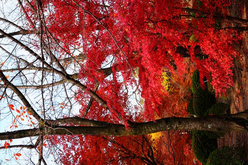 1140_洛中 東寺_京都