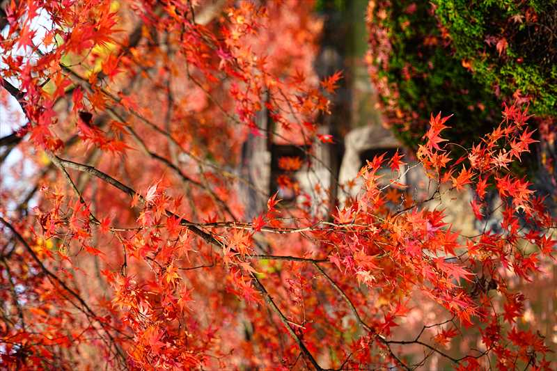 1143_洛中 東寺_京都