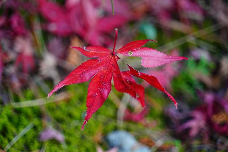 1011_洛東 南禅寺_京都