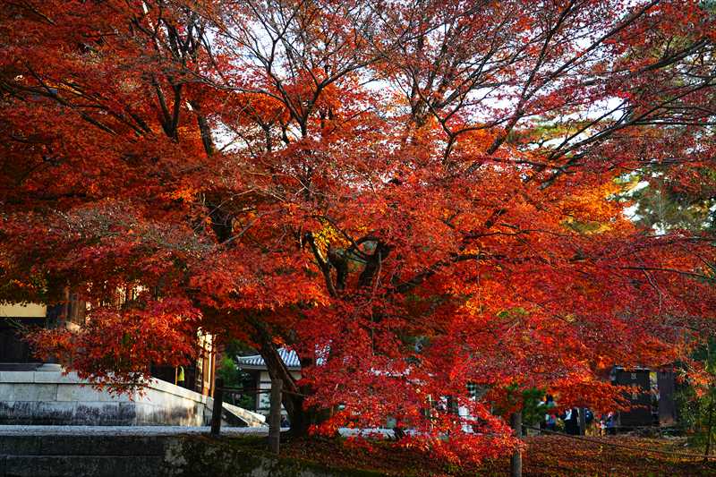 1015_洛東 南禅寺_京都